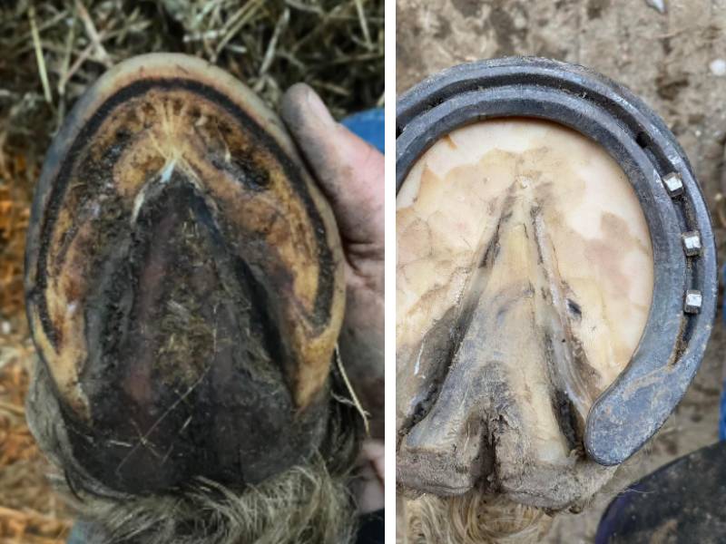 Example of big feet and big frogs on horse hoof