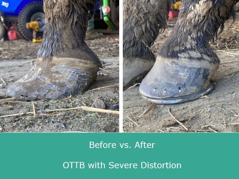 Before and after photo of OTTB with severe distortion
