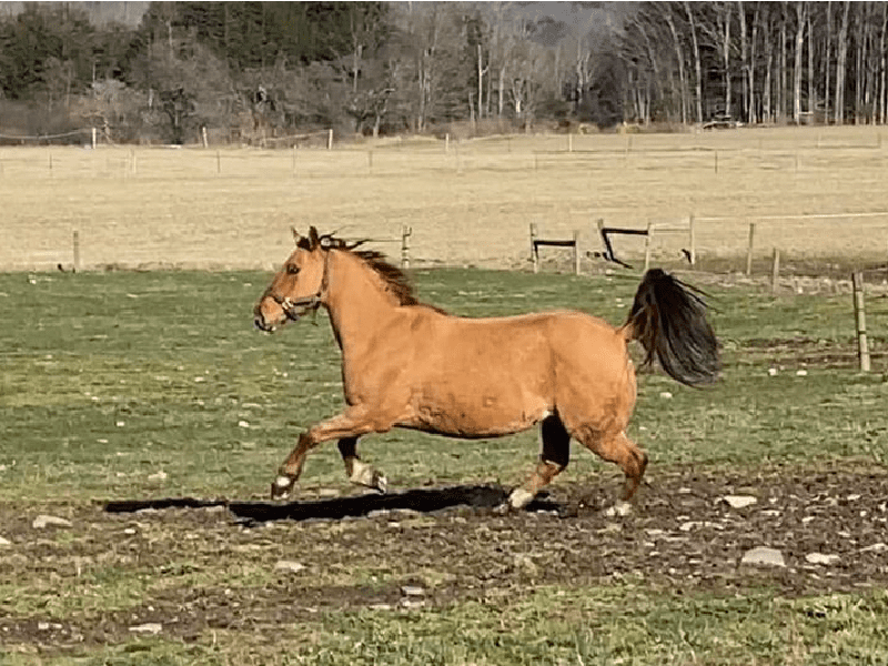 Megan's horse Mini