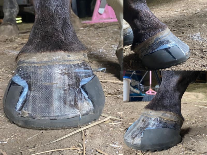 Example of GluShu hoof application